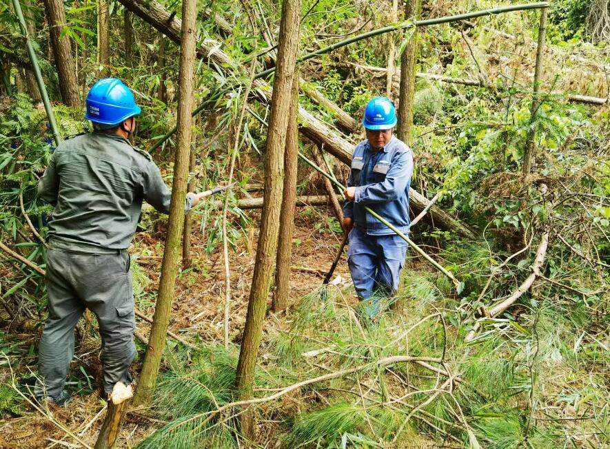 南方電網荔波供電局線路憂患如“猛獸”，通道清通要爭先